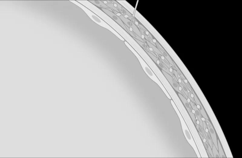 The Forgotten Frontier of Blood Health: What Your Vessel Walls Are Trying to Tell You