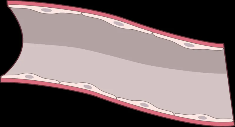 The Silent Architect of Your Circulation: How Nitric Oxide Governs Every Beat of Your Vascular Life